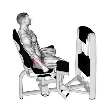Abductor externo M5